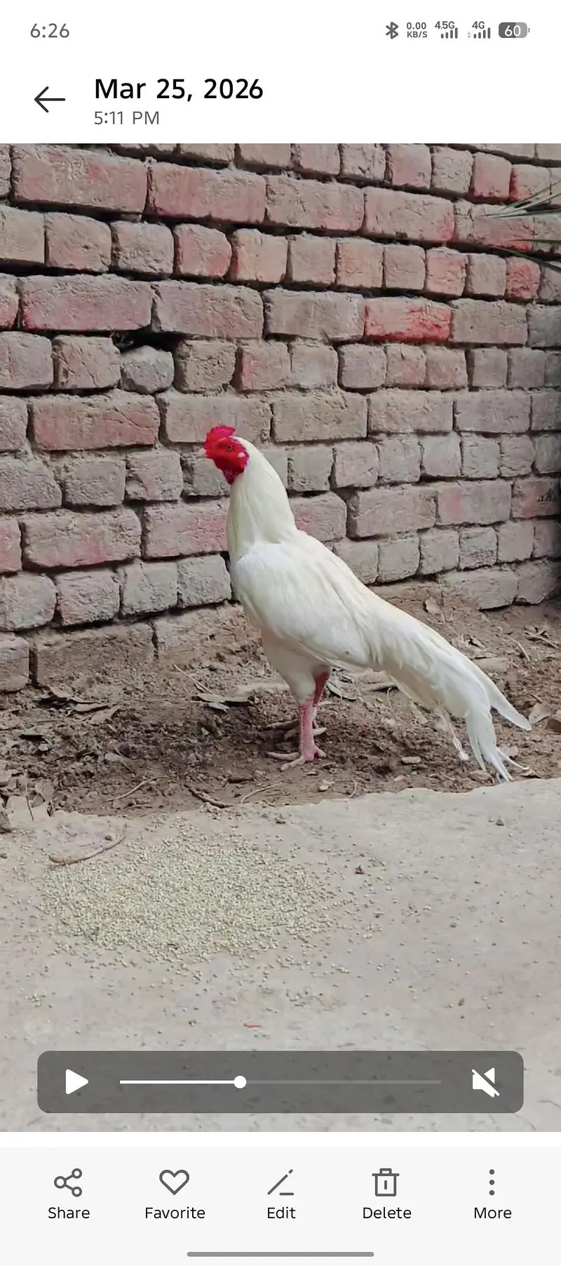 white hera female — photo 2