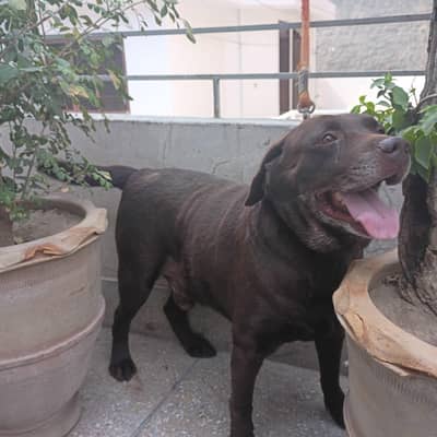 chocolate brown Labrador