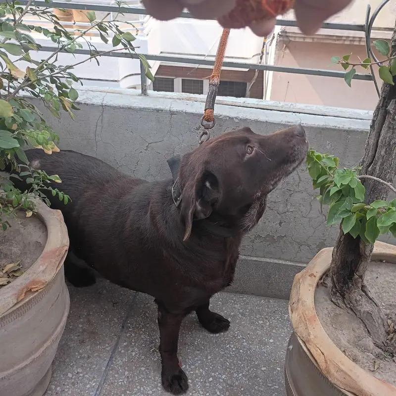 chocolate brown Labrador — photo 2