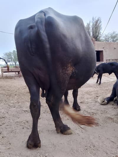 gabhan majh for sale