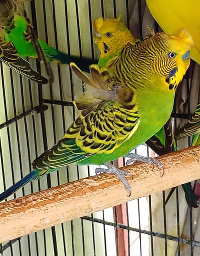 different mutation and normal birds available