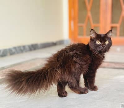 light black female , jet black male , kitten