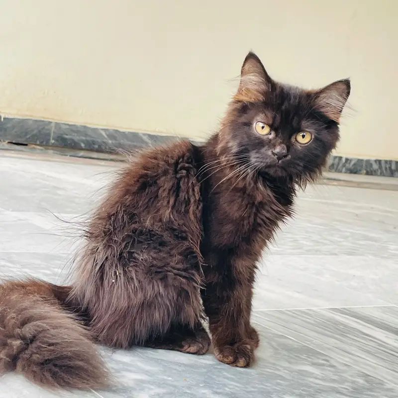 light black female , jet black male , kitten — photo 3