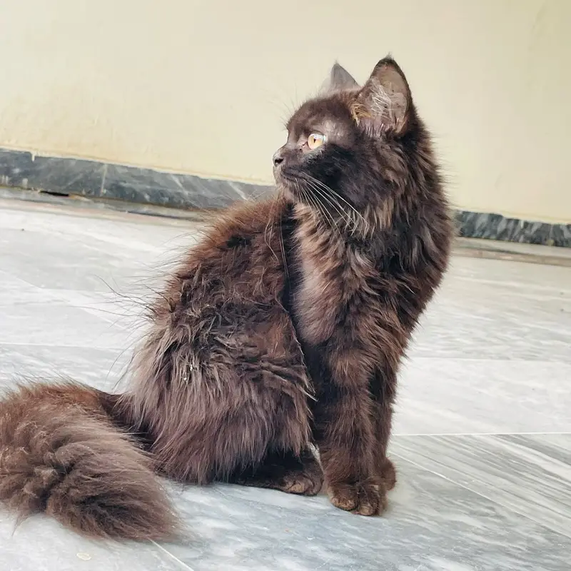 light black female , jet black male , kitten — photo 5