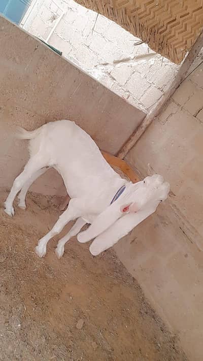 for sale