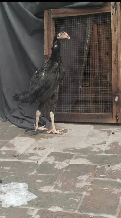 Top Quality Black shamo female