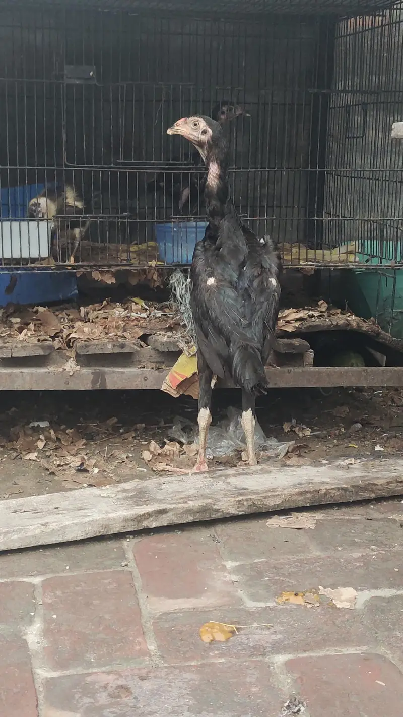 Top Quality Black shamo female — photo 2