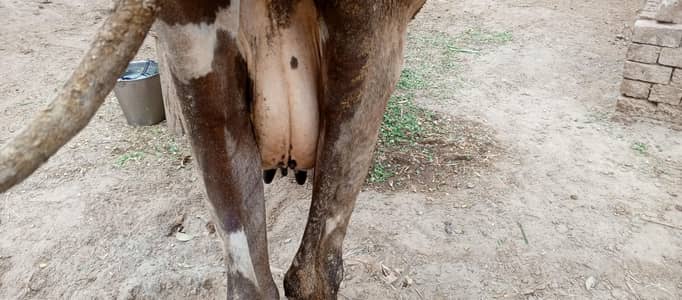 Jersey cross cow