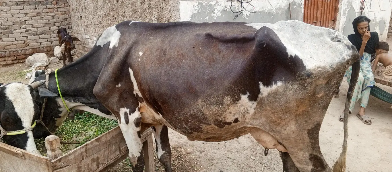Jersey cross cow — photo 2