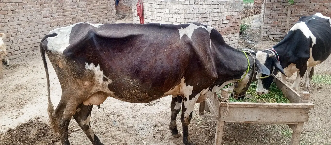 Jersey cross cow — photo 3