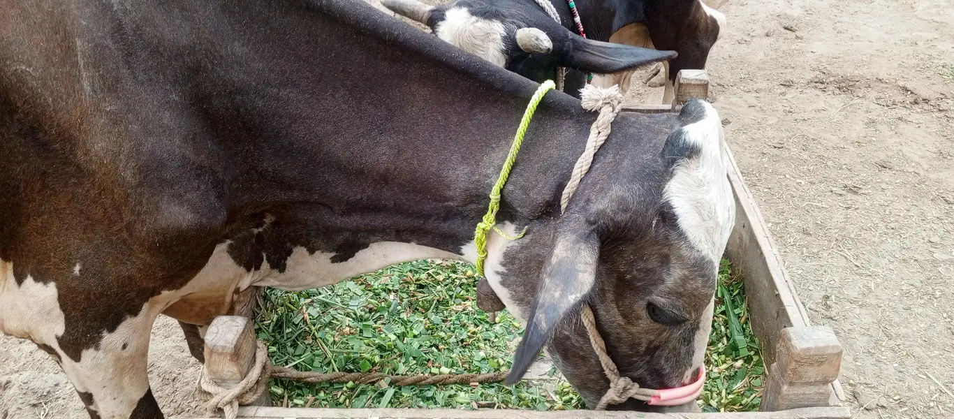 Jersey cross cow — photo 5