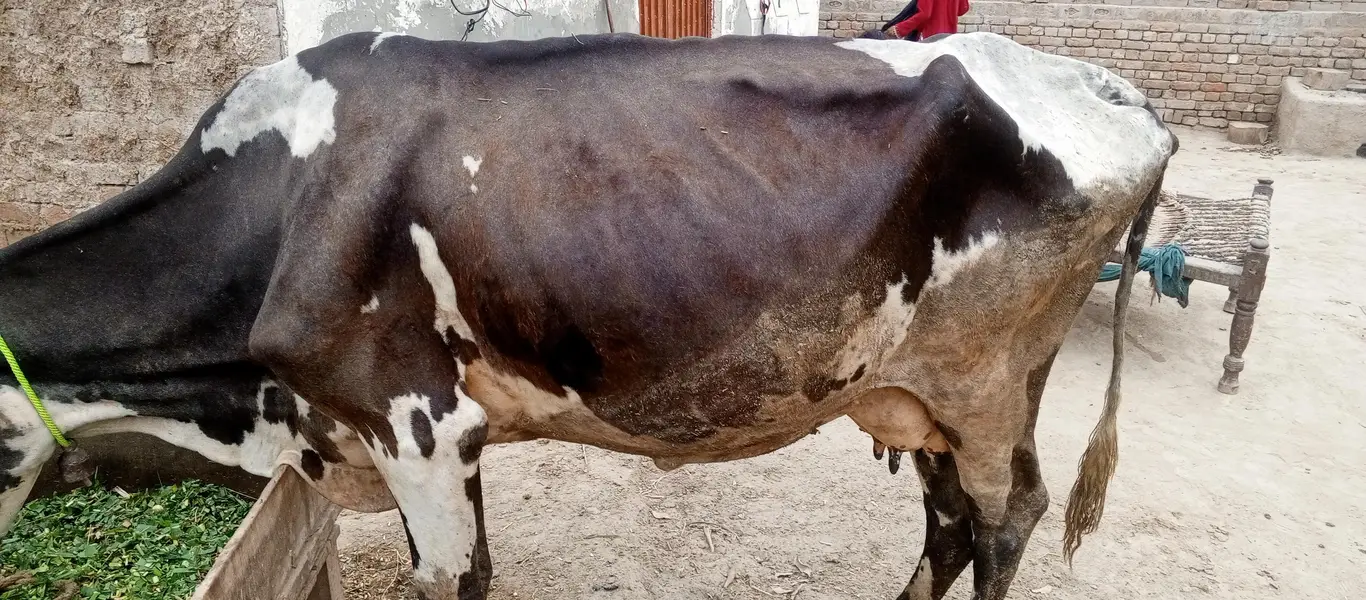 Jersey cross cow — photo 9