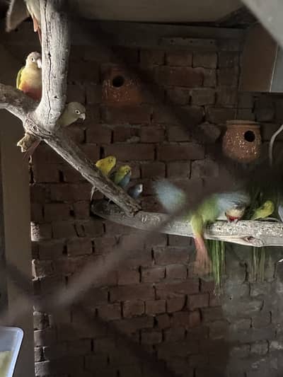 Budgies and pineapple conure