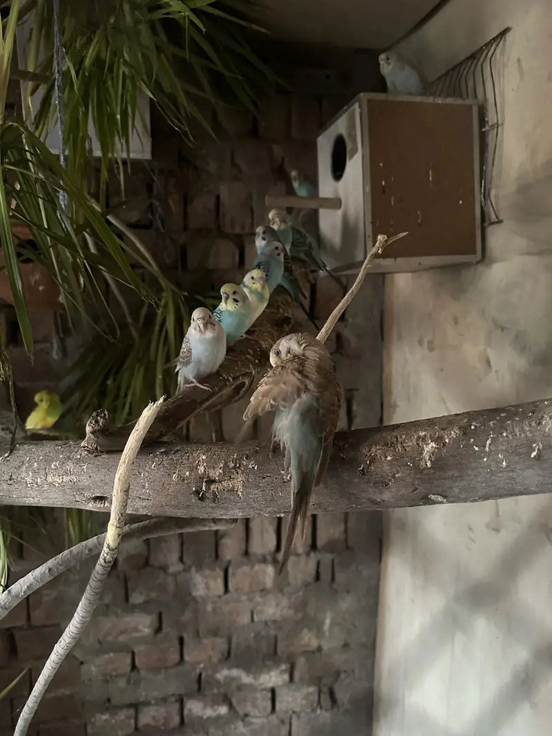 Budgies and pineapple conure — photo 2