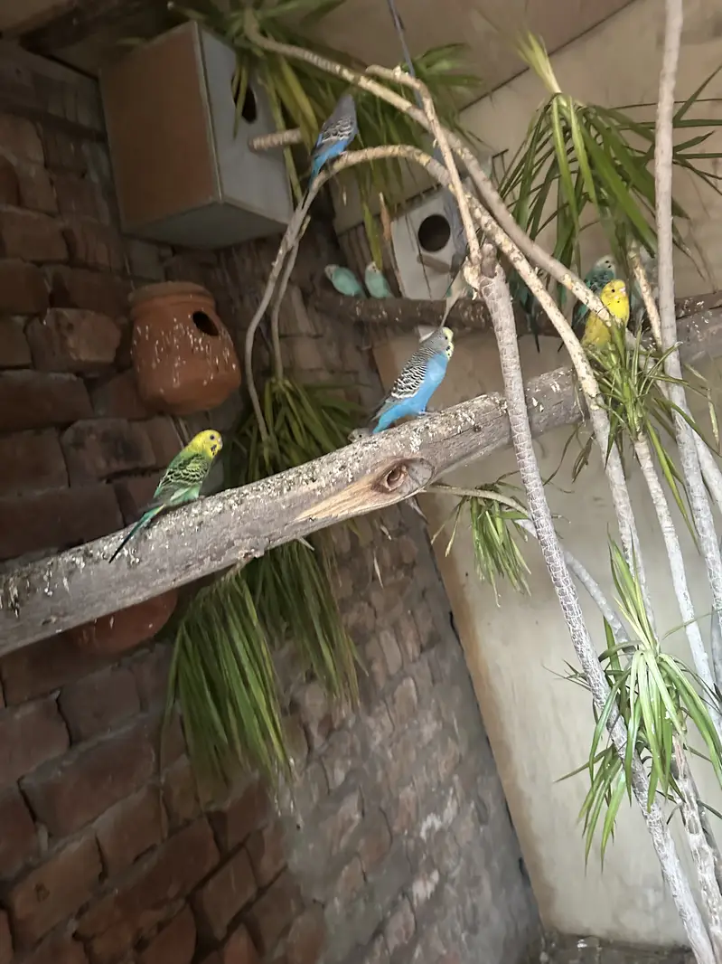 Budgies and pineapple conure — photo 3
