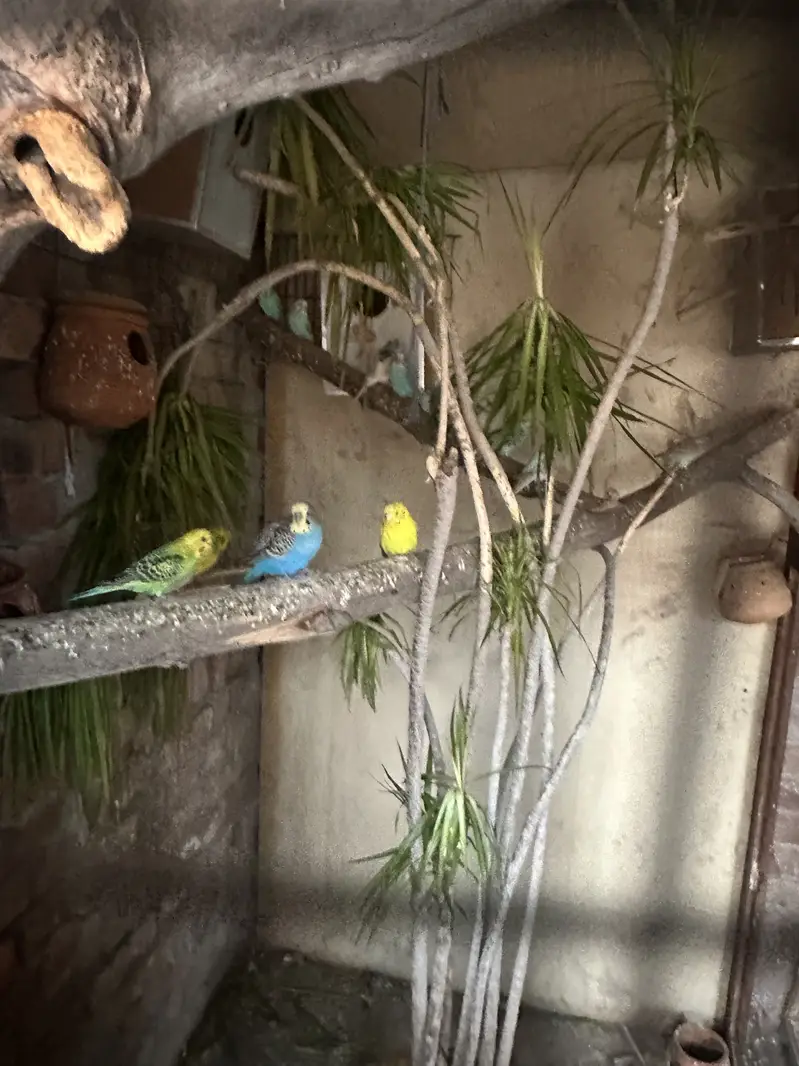 Budgies and pineapple conure — photo 4