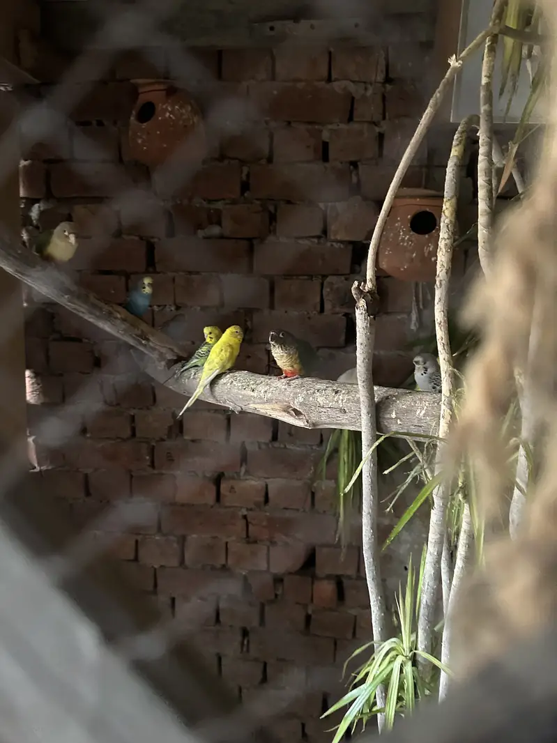 Budgies and pineapple conure — photo 5