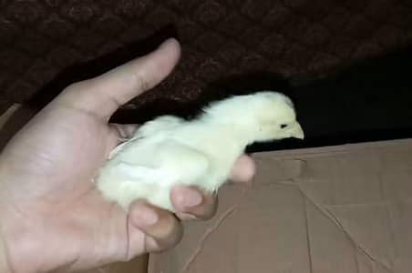 TOP QUALITY GERMAN OH SHAMO CHICKS AVAILABLE FOR SALE IN LAHORE. .