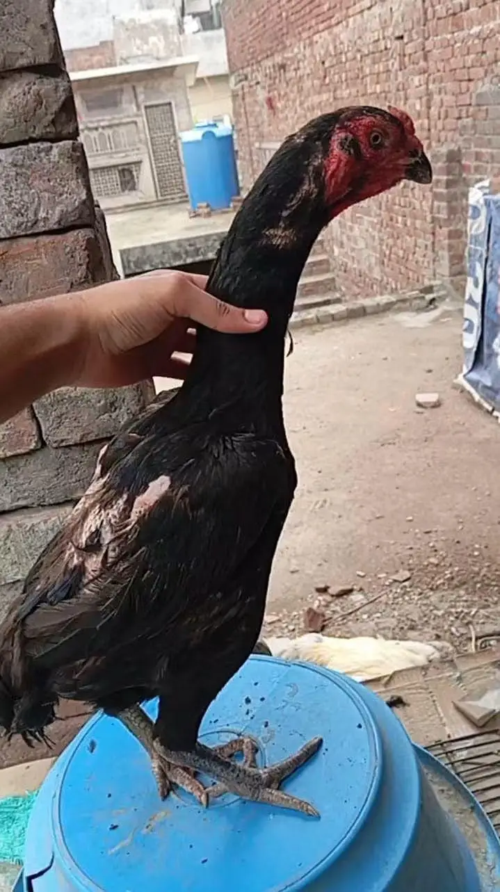 TOP QUALITY GERMAN OH SHAMO CHICKS AVAILABLE FOR SALE IN LAHORE. . — photo 2