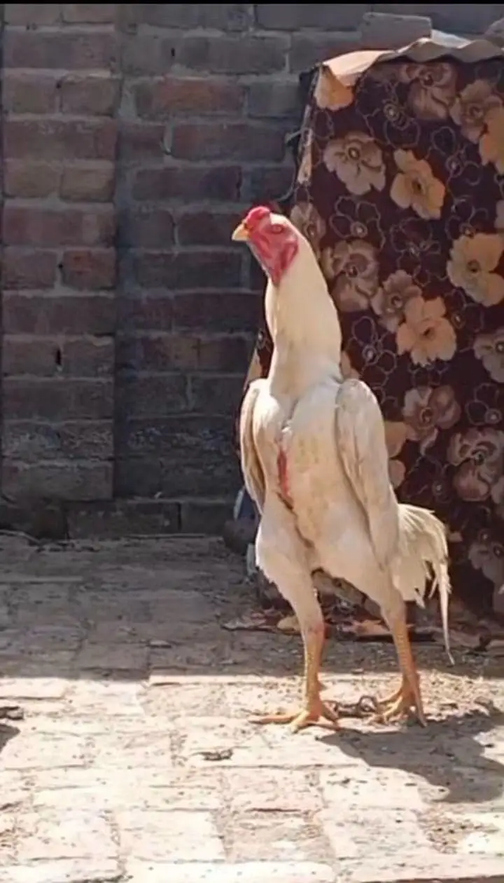 TOP QUALITY GERMAN OH SHAMO CHICKS AVAILABLE FOR SALE IN LAHORE. . — photo 3