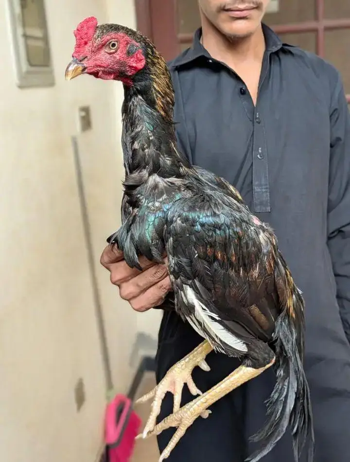 aseel lasani for sale — photo 3