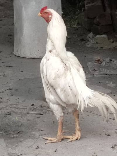 Sindhi miya wali do no ka khrs ha