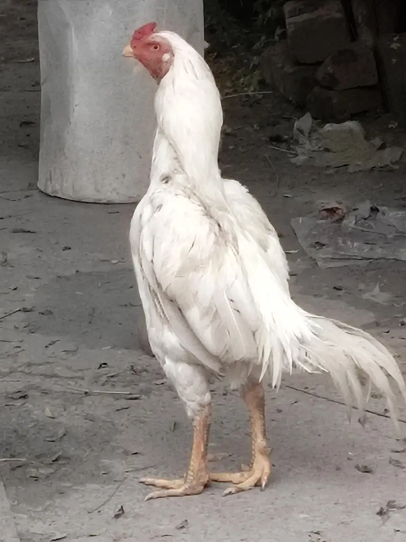 Sindhi miya wali do no ka khrs ha — photo 2