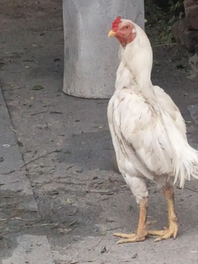 Sindhi miya wali do no ka khrs ha — photo 3