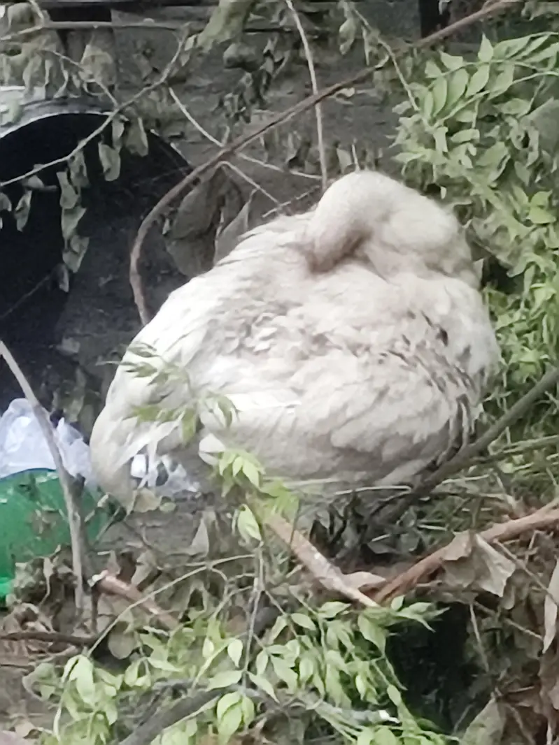 Sindhi miya wali do no ka khrs ha — photo 4