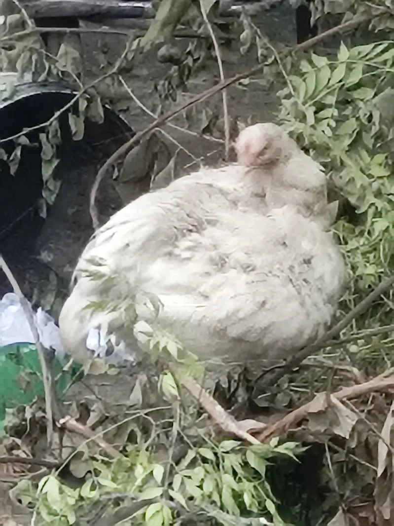 Sindhi miya wali do no ka khrs ha — photo 5