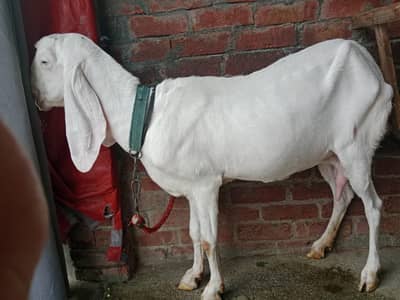 puer Rajanpuri bakri active ha . urgent sale
