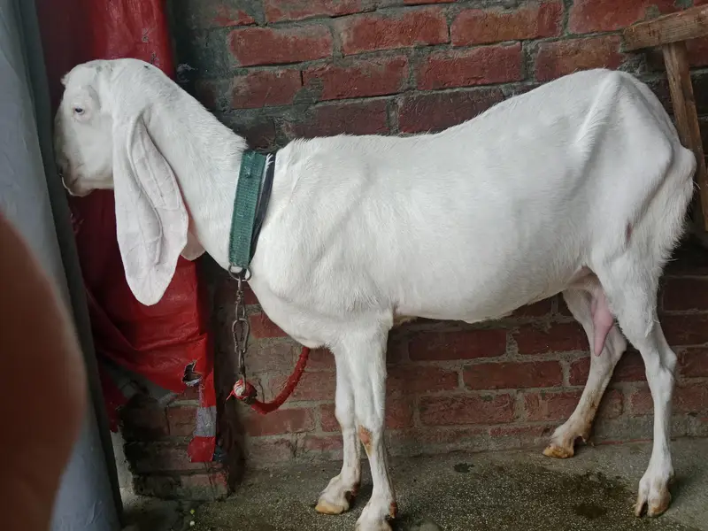 puer Rajanpuri bakri active ha . urgent sale — photo 2