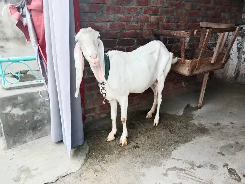 puer Rajanpuri bakri active ha . urgent sale — photo 3
