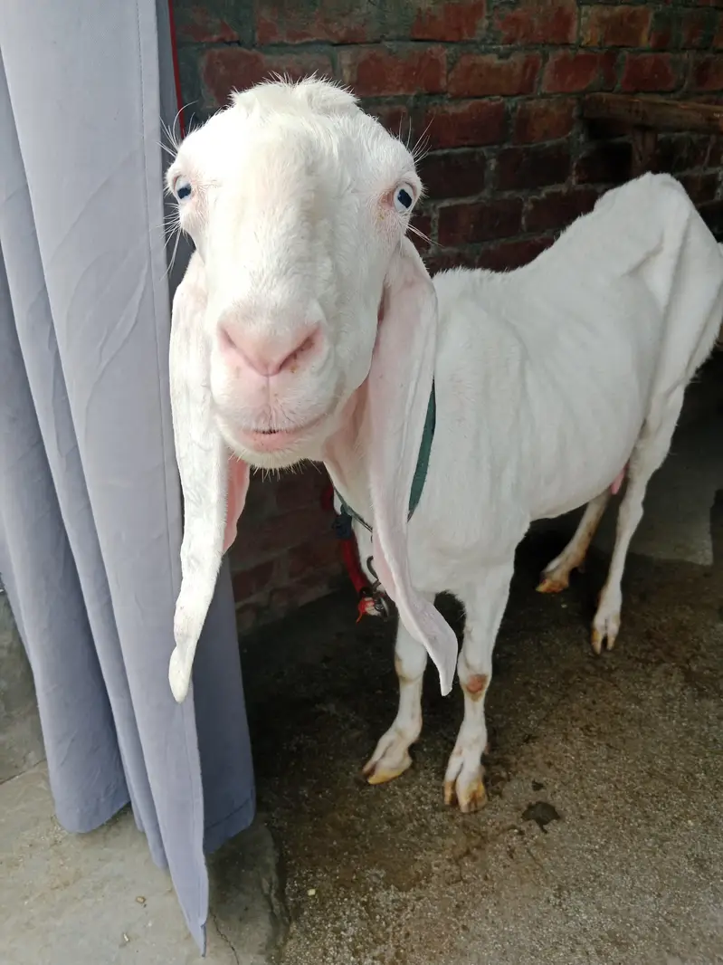 puer Rajanpuri bakri active ha . urgent sale — photo 4