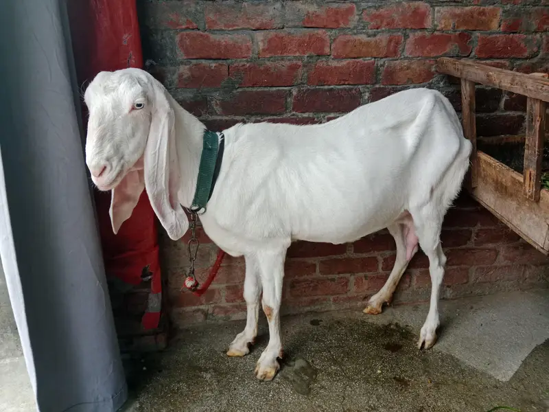 puer Rajanpuri bakri active ha . urgent sale — photo 6