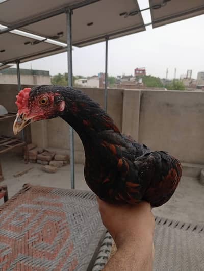 ماشاءاللہ خوبصورت اور تندرست اصیل پٹھا (Aseel Patha) - ۵ مہینے عمر