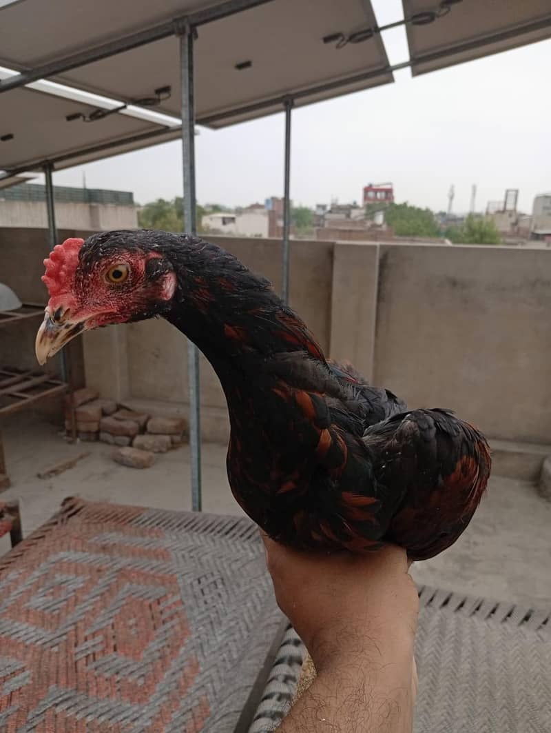 ماشاءاللہ خوبصورت اور تندرست اصیل پٹھا (Aseel Patha) - ۵ مہینے عمر 0