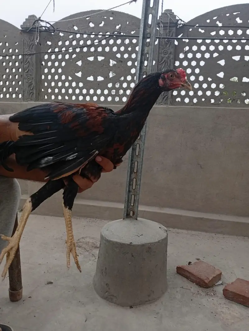 ماشاءاللہ خوبصورت اور تندرست اصیل پٹھا (Aseel Patha) - ۵ مہینے عمر — photo 3