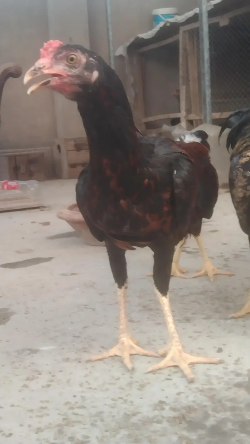 ماشاءاللہ خوبصورت اور تندرست اصیل پٹھا (Aseel Patha) - ۵ مہینے عمر — photo 4
