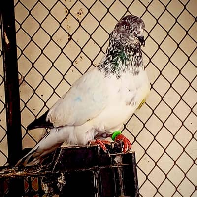 birds sale prchase