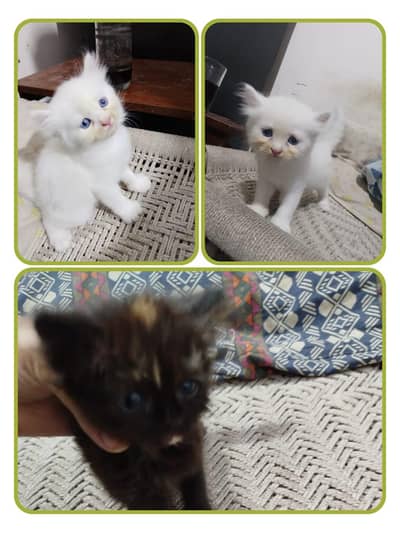 pair of Persian kittens