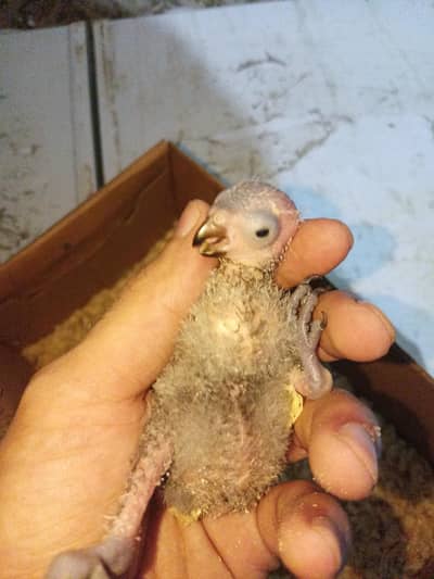 Swinson loori chick for sale