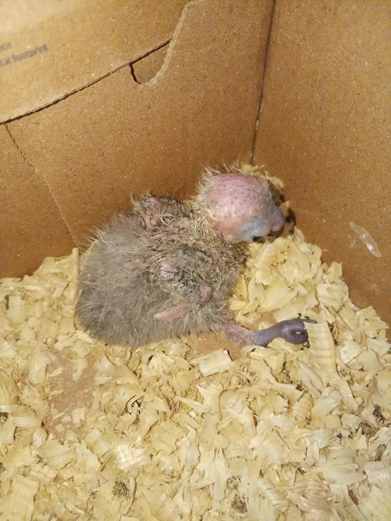 Swinson loori chick for sale — photo 2