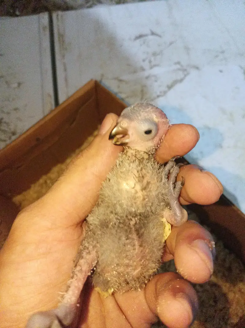 Swinson loori chick for sale — photo 3