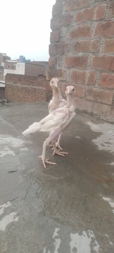 hera aseel  chicks