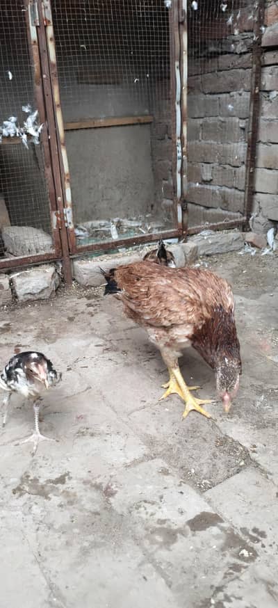 aseel hen with chicks for sale