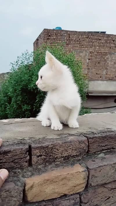 Persian cat for sell