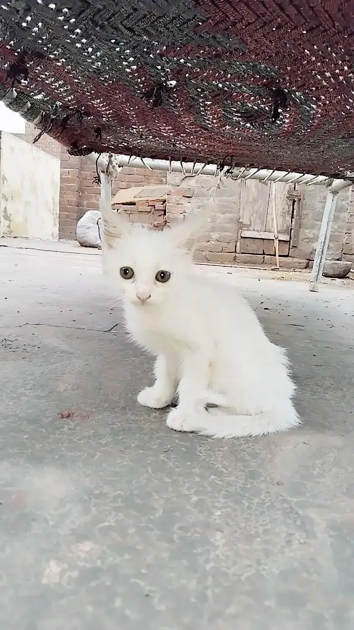 Persian cat for sell — photo 2