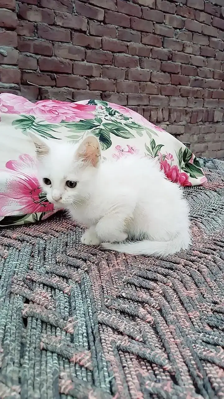 Persian cat for sell — photo 3