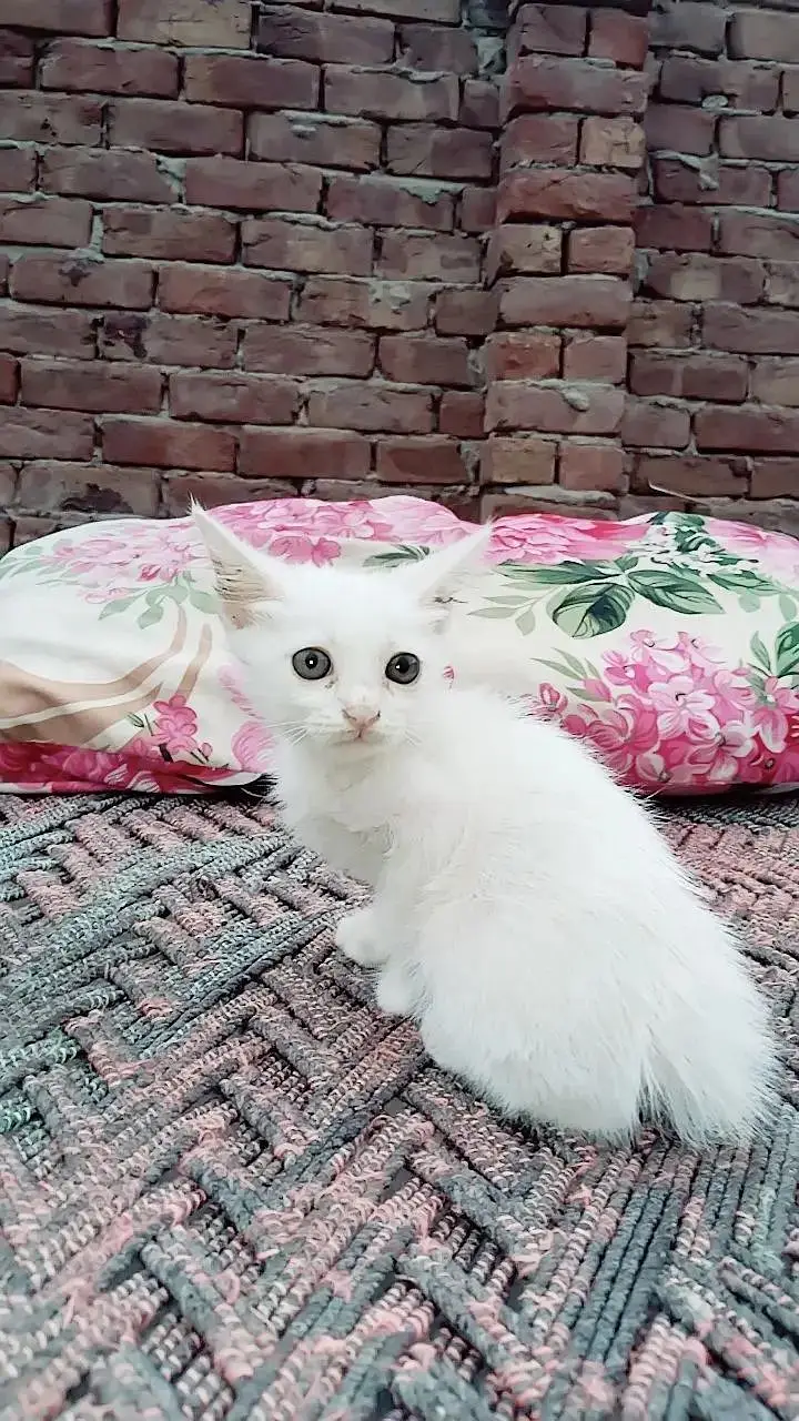 Persian cat for sell — photo 4